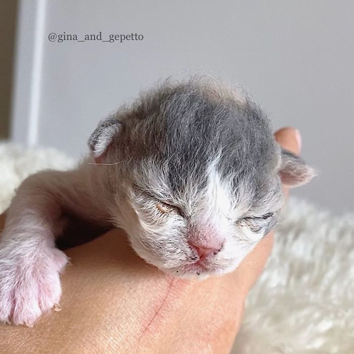 Curly-Cats-Gina-And-Gepetto