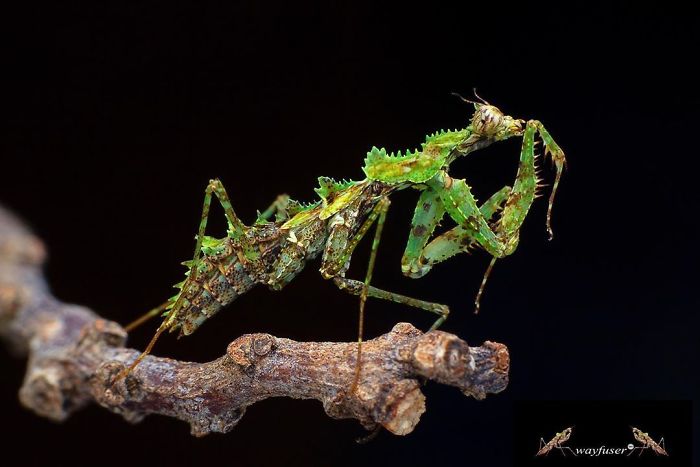 Beautiful-Mantis-Photography-Pang-Way