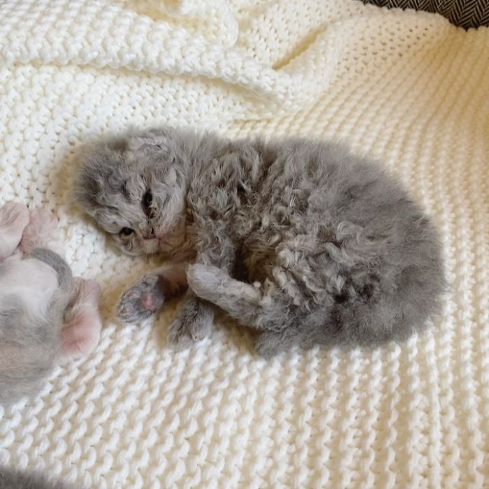 Curly-Cats-Gina-And-Gepetto