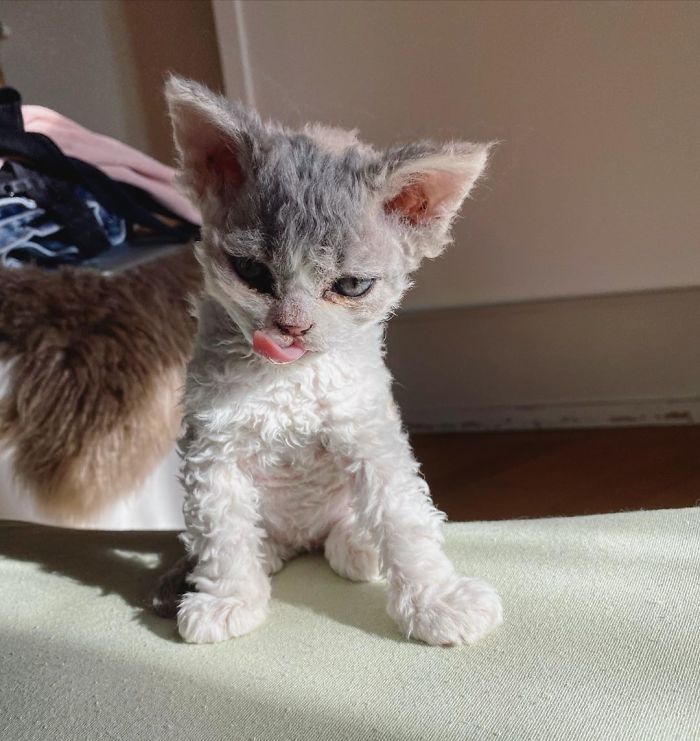 Curly-Cats-Gina-And-Gepetto