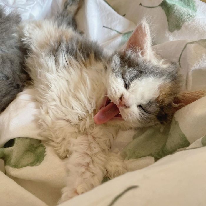 Curly-Cats-Gina-And-Gepetto