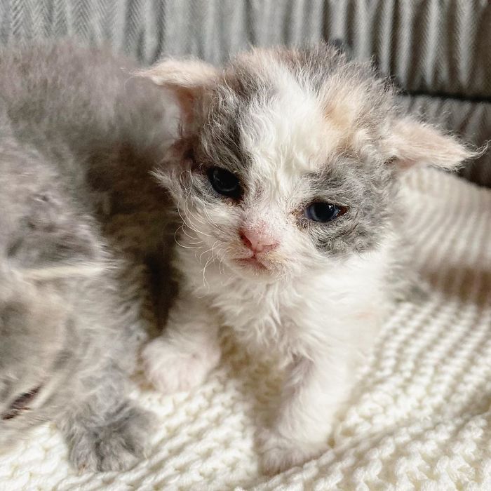 Curly-Cats-Gina-And-Gepetto