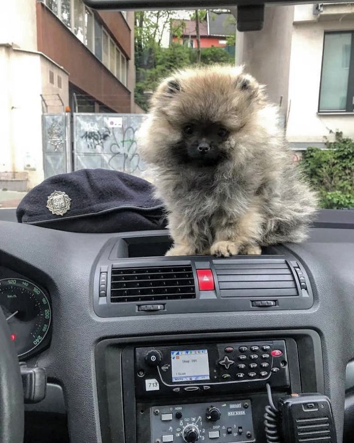 Adorable-Puppies-Police-Training