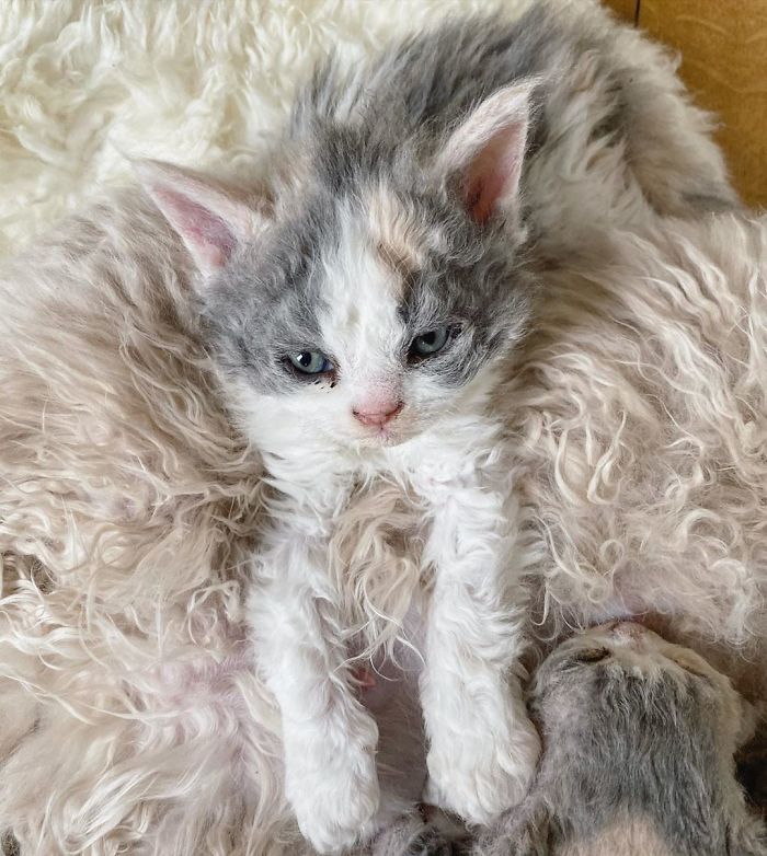 Curly-Cats-Gina-And-Gepetto