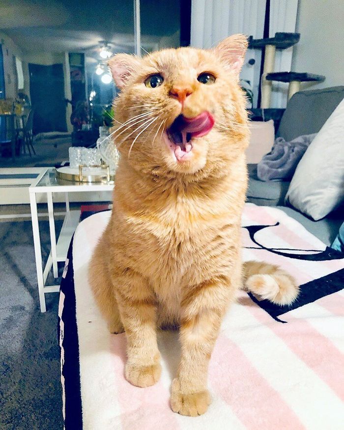 After Convincing Landlord, Woman Brings The Saddest Stray Cat Home, A Year Later, He’s Unrecognizable After Convincing Landlord, Woman Brings The Saddest Stray Cat Home, A Year Later, He’s Unrecognizable