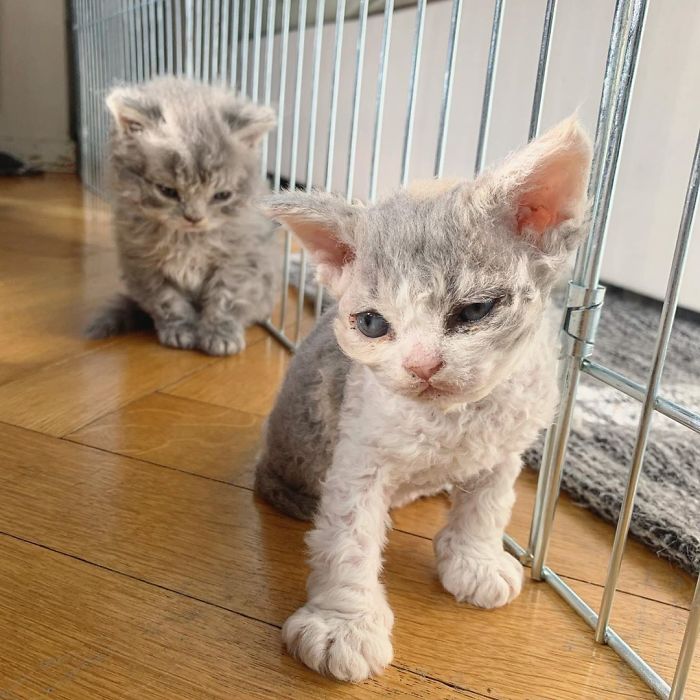 Curly-Cats-Gina-And-Gepetto