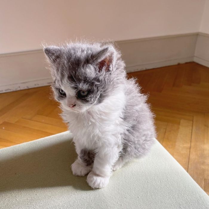 Curly-Cats-Gina-And-Gepetto