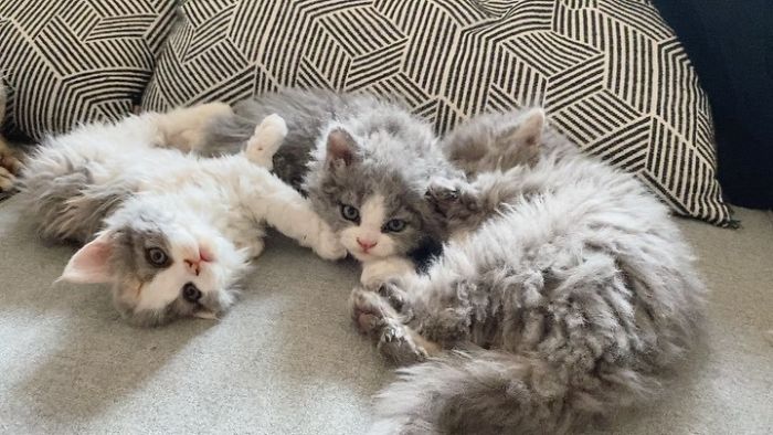 Curly-Cats-Gina-And-Gepetto