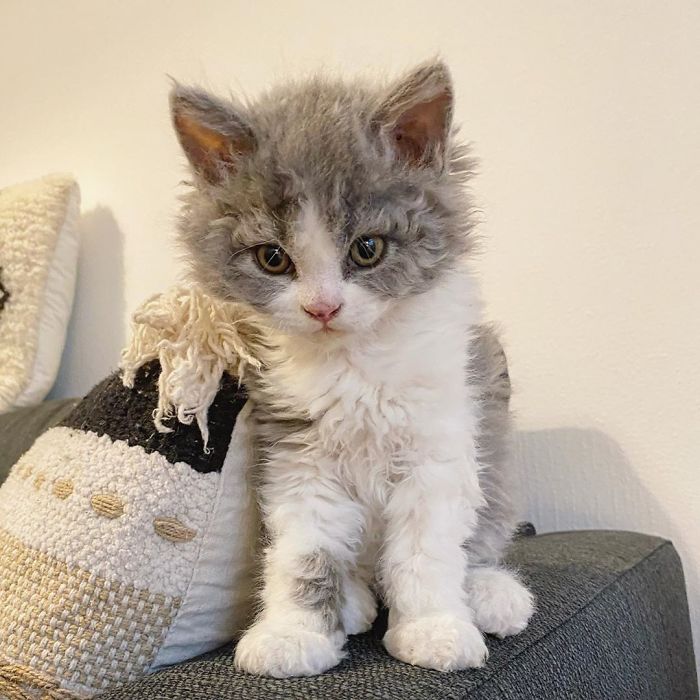 Curly-Cats-Gina-And-Gepetto