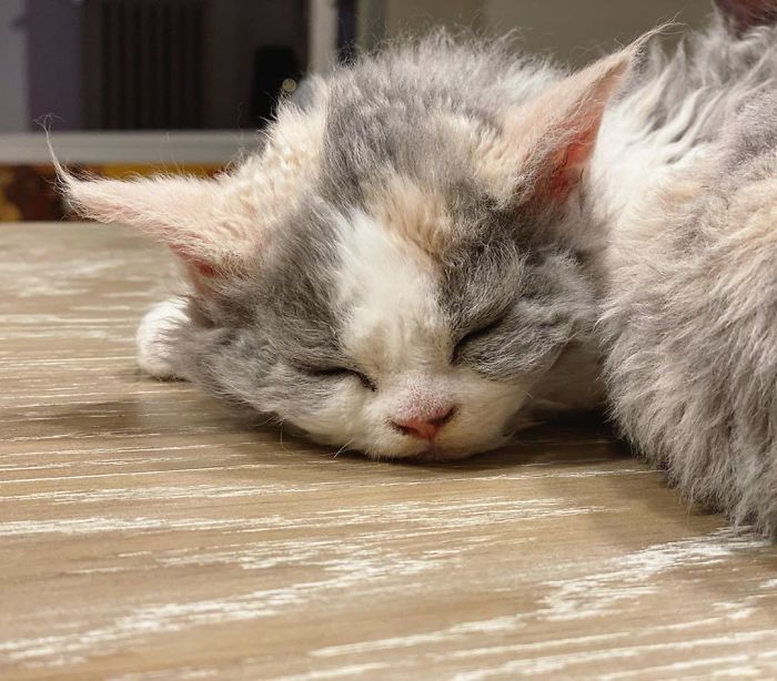 Curly-Cats-Gina-And-Gepetto