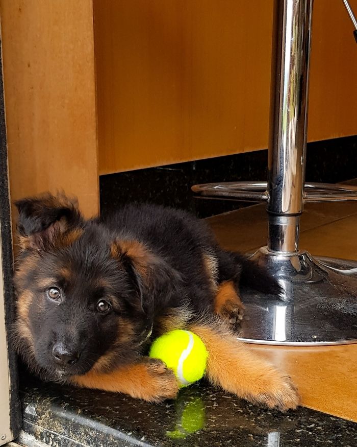 I Match My Pawrents Kitchen Colors