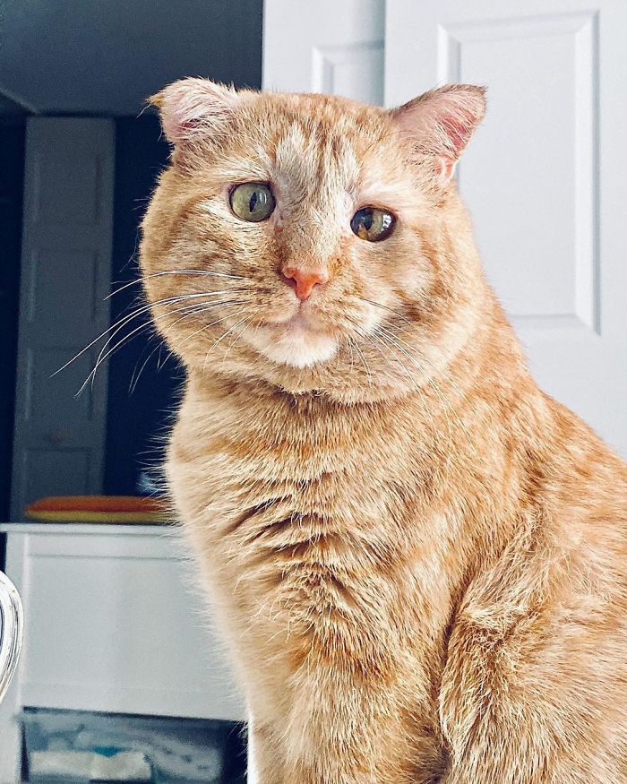 After Convincing Landlord, Woman Brings The Saddest Stray Cat Home, A Year Later, He’s Unrecognizable After Convincing Landlord, Woman Brings The Saddest Stray Cat Home, A Year Later, He’s Unrecognizable