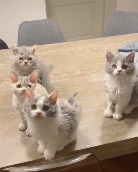 Curly-Cats-Gina-And-Gepetto