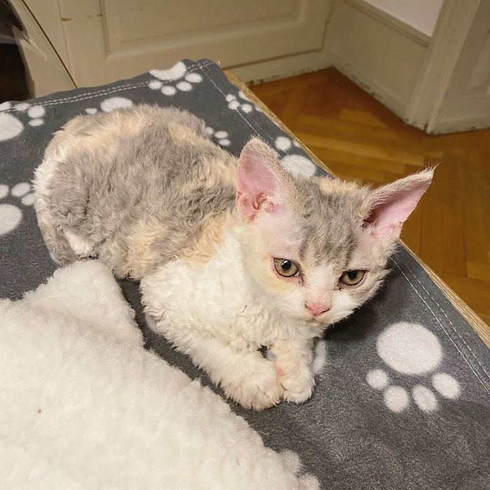 Curly-Cats-Gina-And-Gepetto