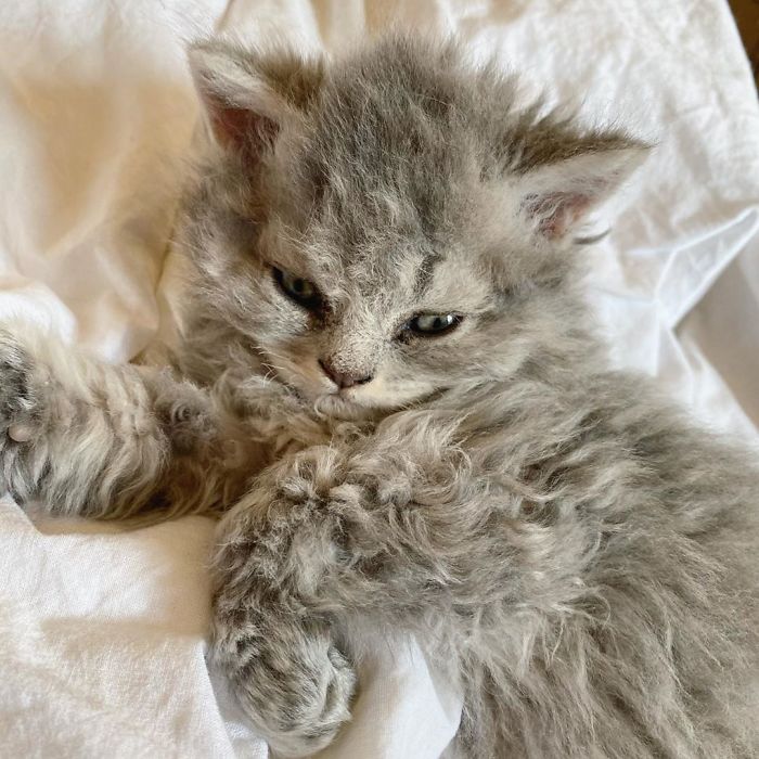 Curly-Cats-Gina-And-Gepetto