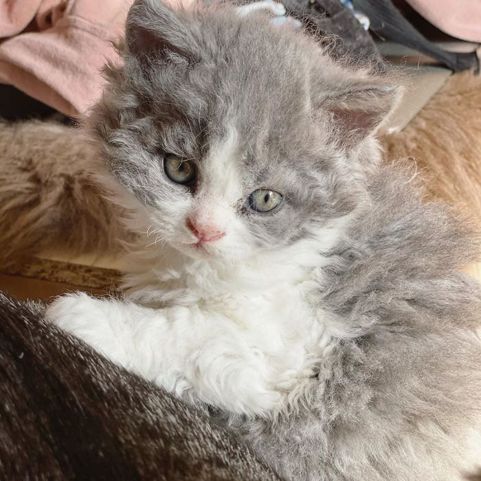 Curly-Cats-Gina-And-Gepetto