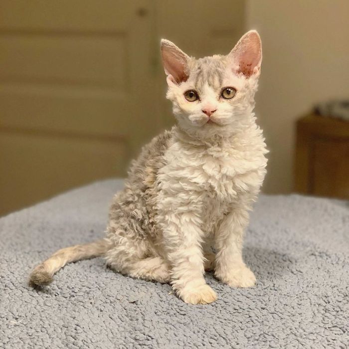 Curly-Cats-Gina-And-Gepetto