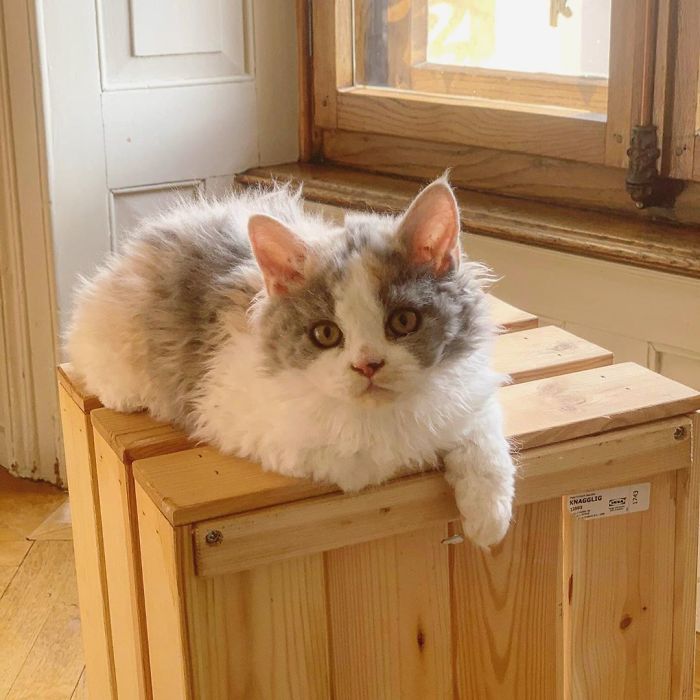 Curly-Cats-Gina-And-Gepetto