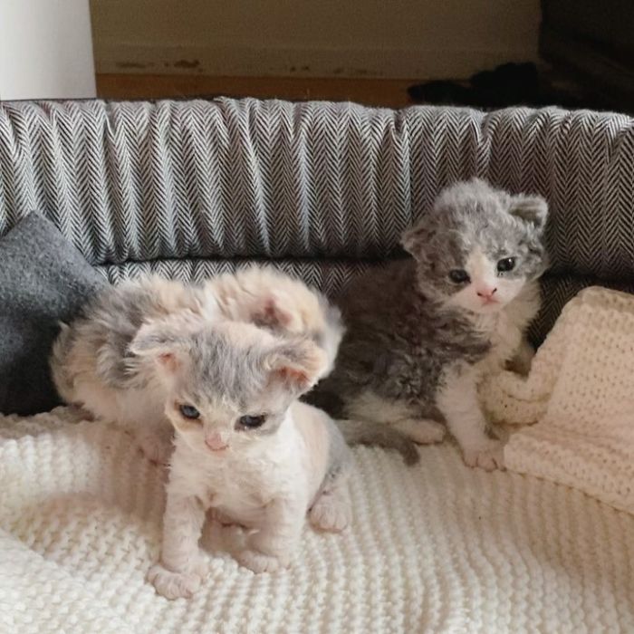 Curly-Cats-Gina-And-Gepetto