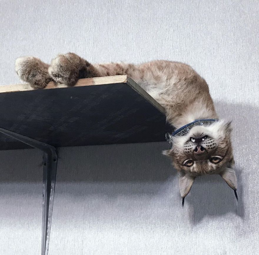 I Adopted Two Lynxes From A Fur Farm, Now I Live With 2 Big 'Cats,' 8 Dogs, And 3 Horses I Adopted Two Lynxes From A Fur Farm, Now I Live With 2 Big 'Cats,' 8 Dogs, And 3 Horses