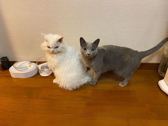 Selkirk-Rex-Angry-Cat-Chirico