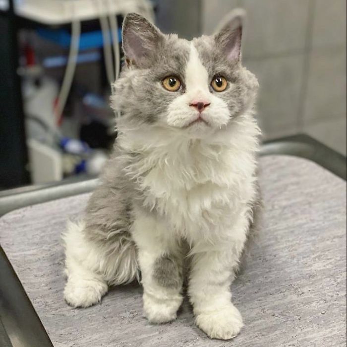 Curly-Cats-Gina-And-Gepetto