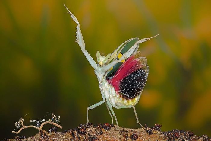 Beautiful-Mantis-Photography-Pang-Way
