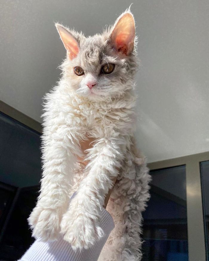 Curly-Cats-Gina-And-Gepetto