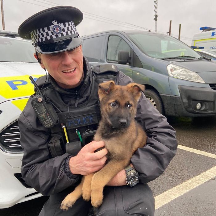 Adorable-Puppies-Police-Training