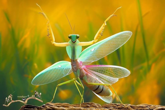 Beautiful-Mantis-Photography-Pang-Way