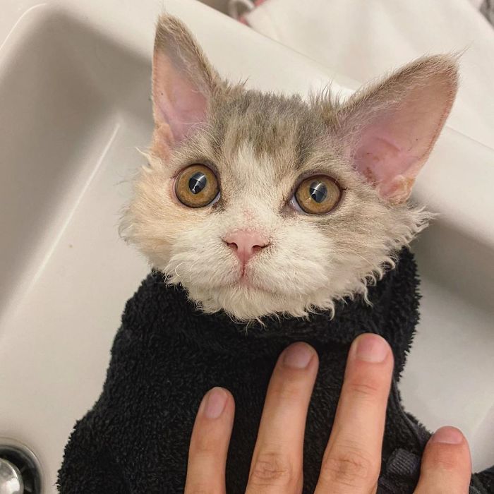 Curly-Cats-Gina-And-Gepetto