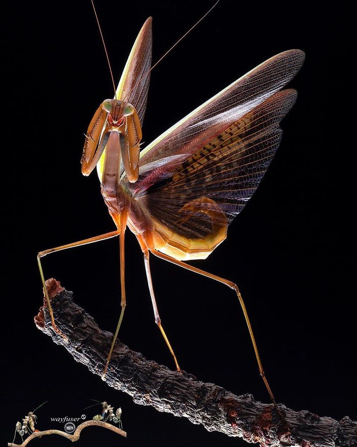 Beautiful-Mantis-Photography-Pang-Way