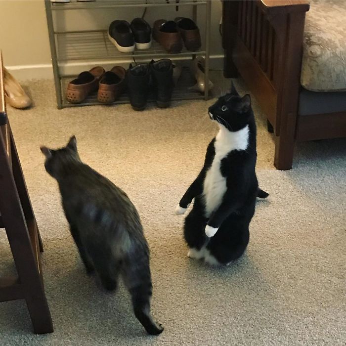 Cats-Standing-Like-Penguins