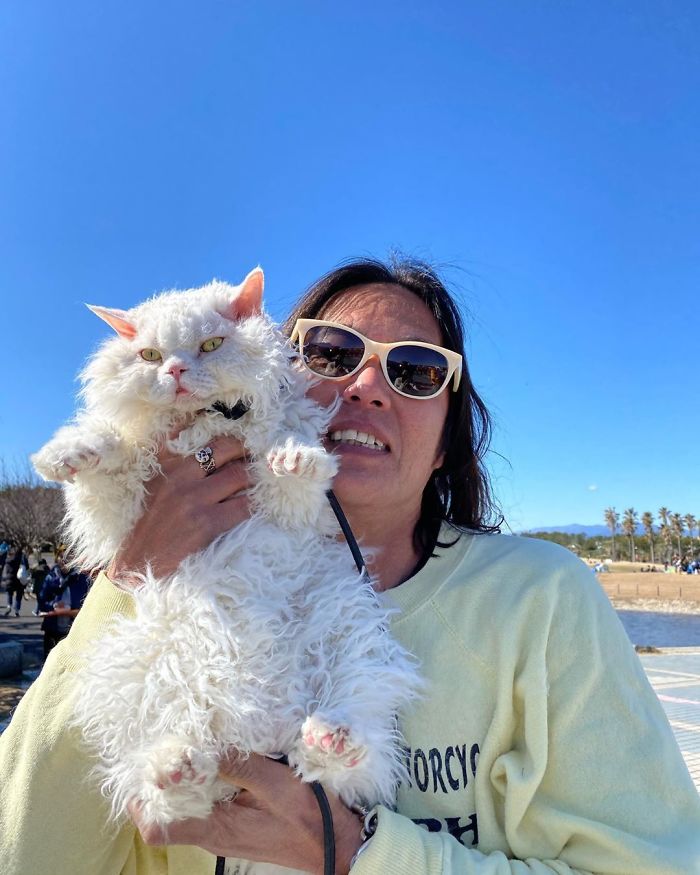 Selkirk-Rex-Angry-Cat-Chirico