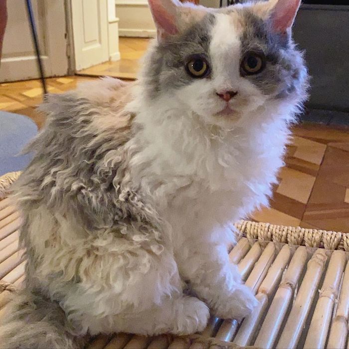 Curly-Cats-Gina-And-Gepetto