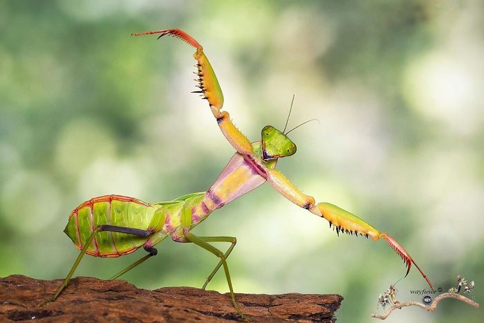 Beautiful-Mantis-Photography-Pang-Way