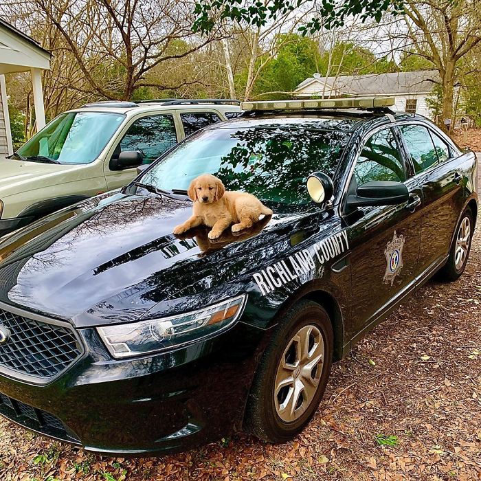 Adorable-Puppies-Police-Training