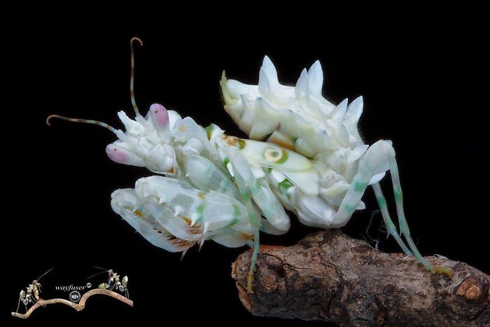 Beautiful-Mantis-Photography-Pang-Way