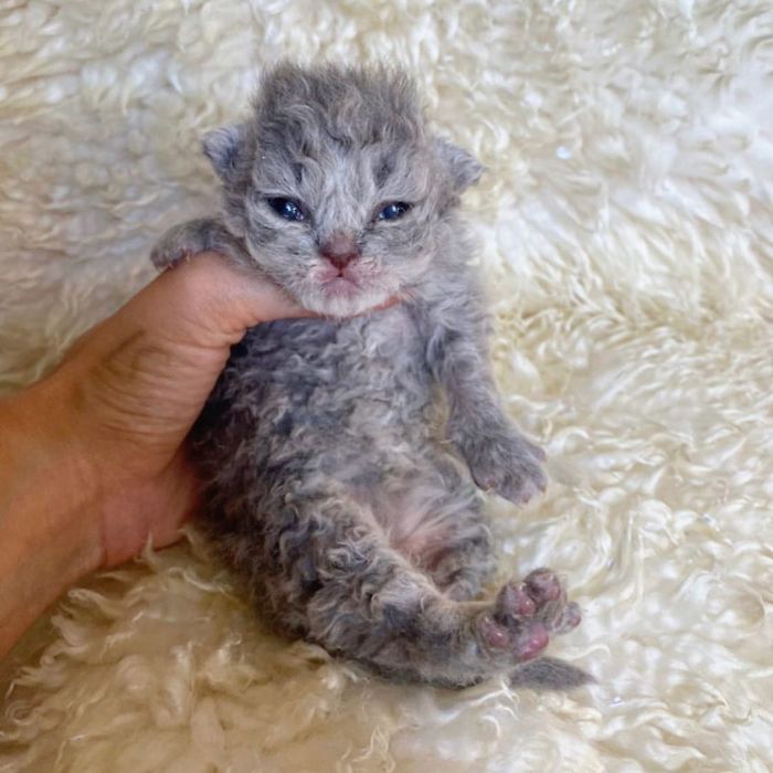 Curly-Cats-Gina-And-Gepetto