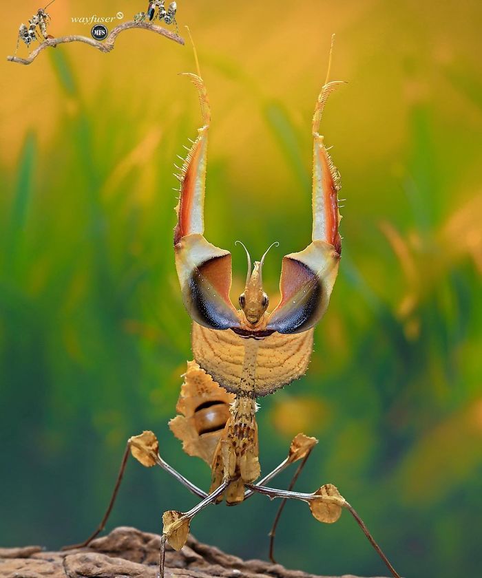 Beautiful-Mantis-Photography-Pang-Way