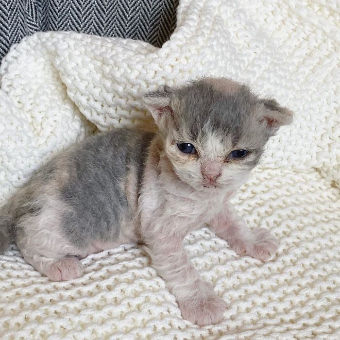 Curly-Cats-Gina-And-Gepetto