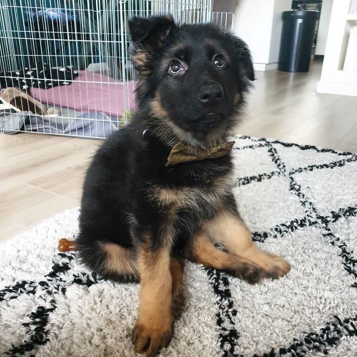 Throwback To Little Me With Sad Eyes Because Dad Told Me I Can't Bite His Socks. Thank Dog I Got My Puppy Eyes To Make Him Forget About It