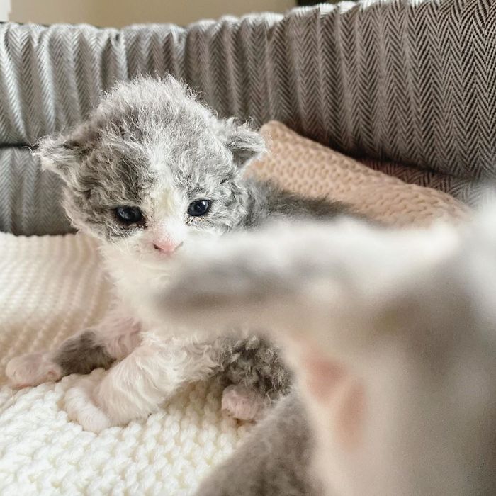 Curly-Cats-Gina-And-Gepetto