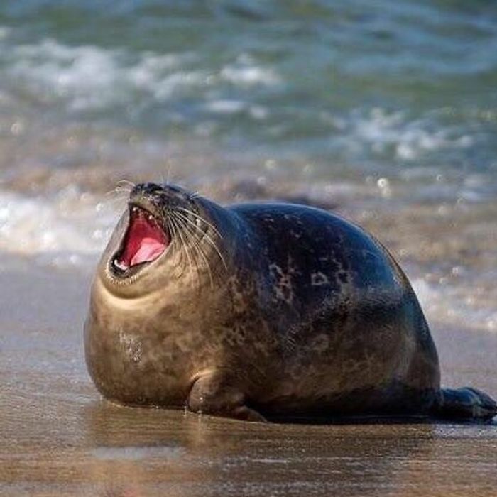 Funny-Laughing-Seals