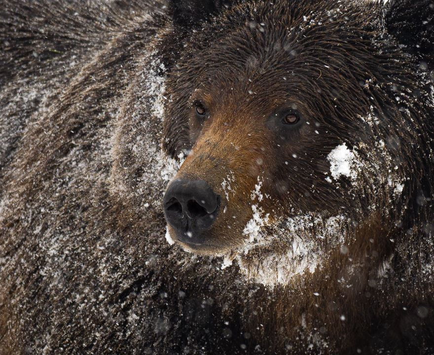 Close Up Of A Male Grizzly Bear Pausing In The Midst Of A Late Spring Snow Storm. Photographed In The Wyoming High Country