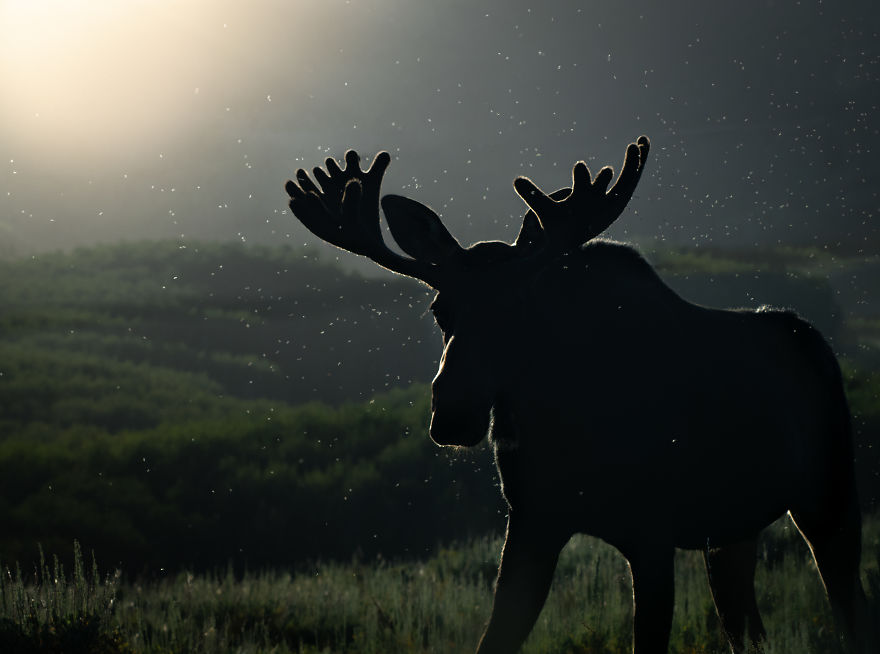 Bull Moose Crosses The Meadow As The Sun Sets Behind Him. Photographed In Utah’s Wasatch Mountains