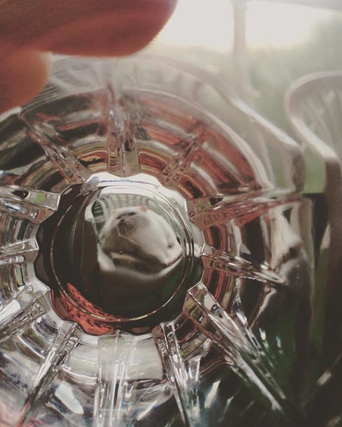 Pets-Animals-Behind-Glasses