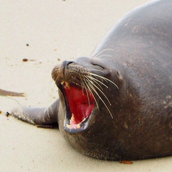 Funny-Laughing-Seals