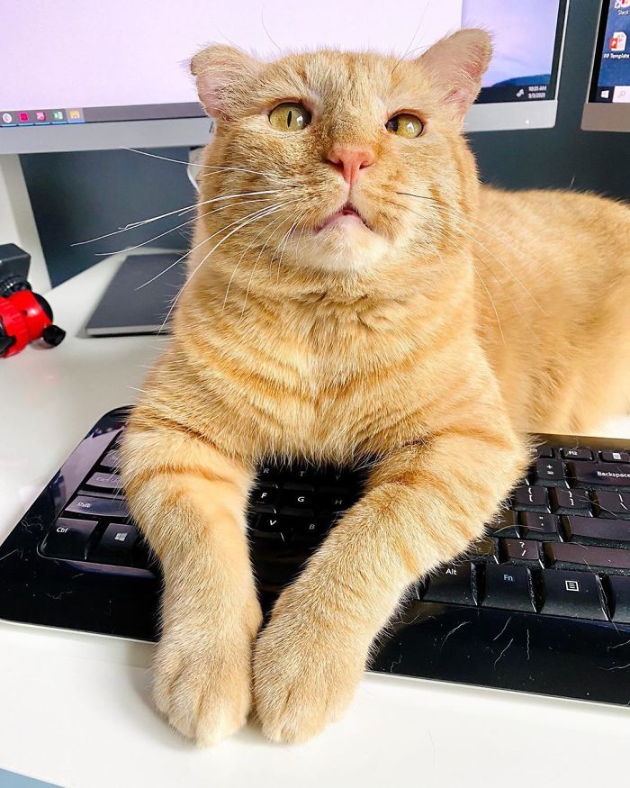 After Convincing Landlord, Woman Brings The Saddest Stray Cat Home, A Year Later, He’s Unrecognizable After Convincing Landlord, Woman Brings The Saddest Stray Cat Home, A Year Later, He’s Unrecognizable