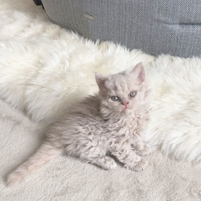 Curly-Cats-Gina-And-Gepetto